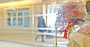 An exhibit featuring the human head with a see-through skull containing a model brain, nerves, and blood vessels, available to view in Wichita, KS