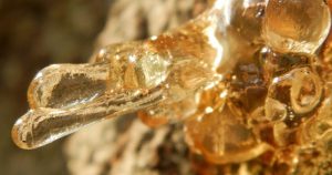 A deposit of tree sap in Wichita, KS