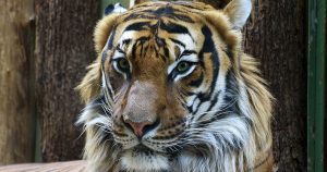 A tiger at a local zoo in Wichita, KS